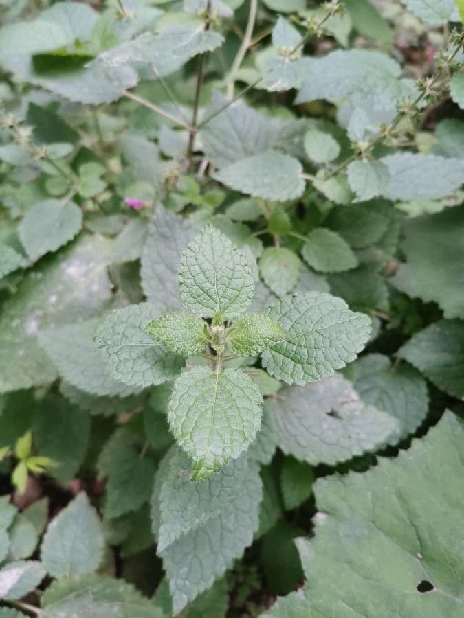 Berg-Gottesgnadenkraut 20