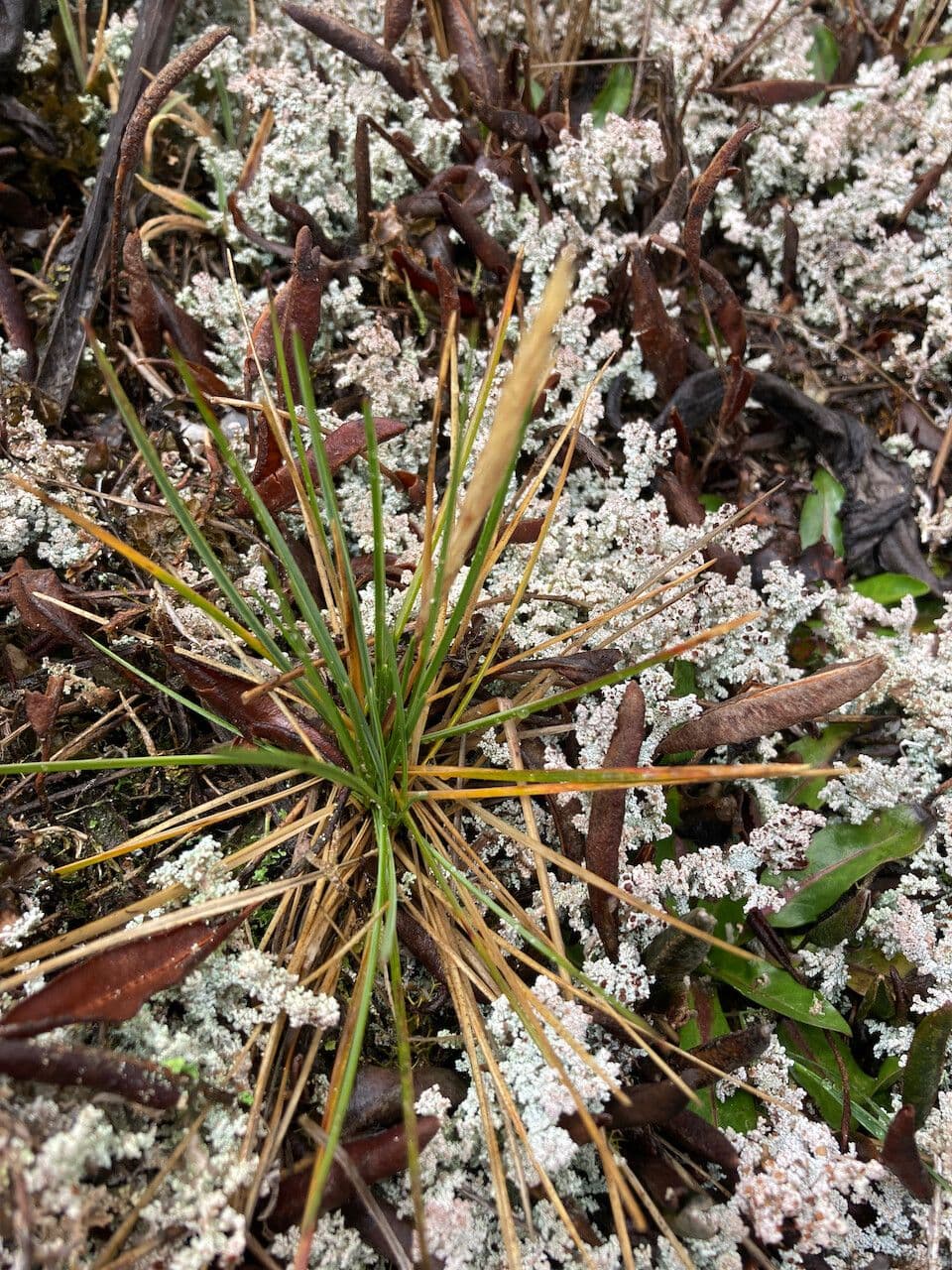 Calamagrostis 4