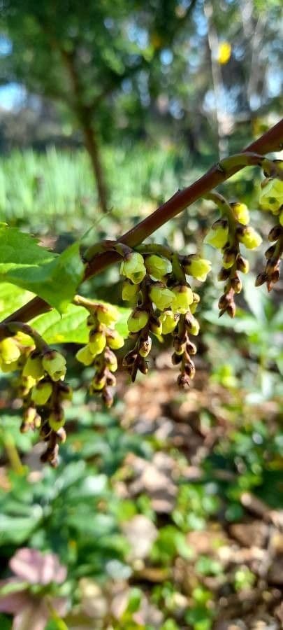 Chinese stachyurus 2