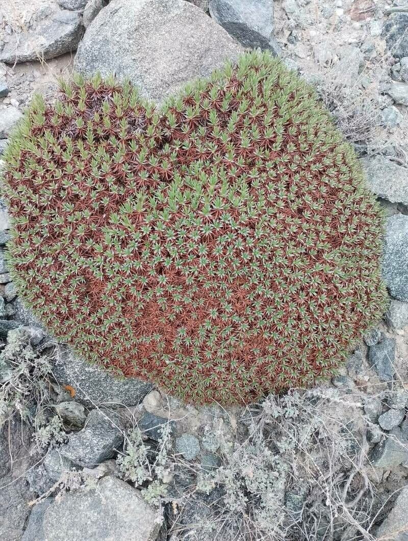 Acantholimon 13