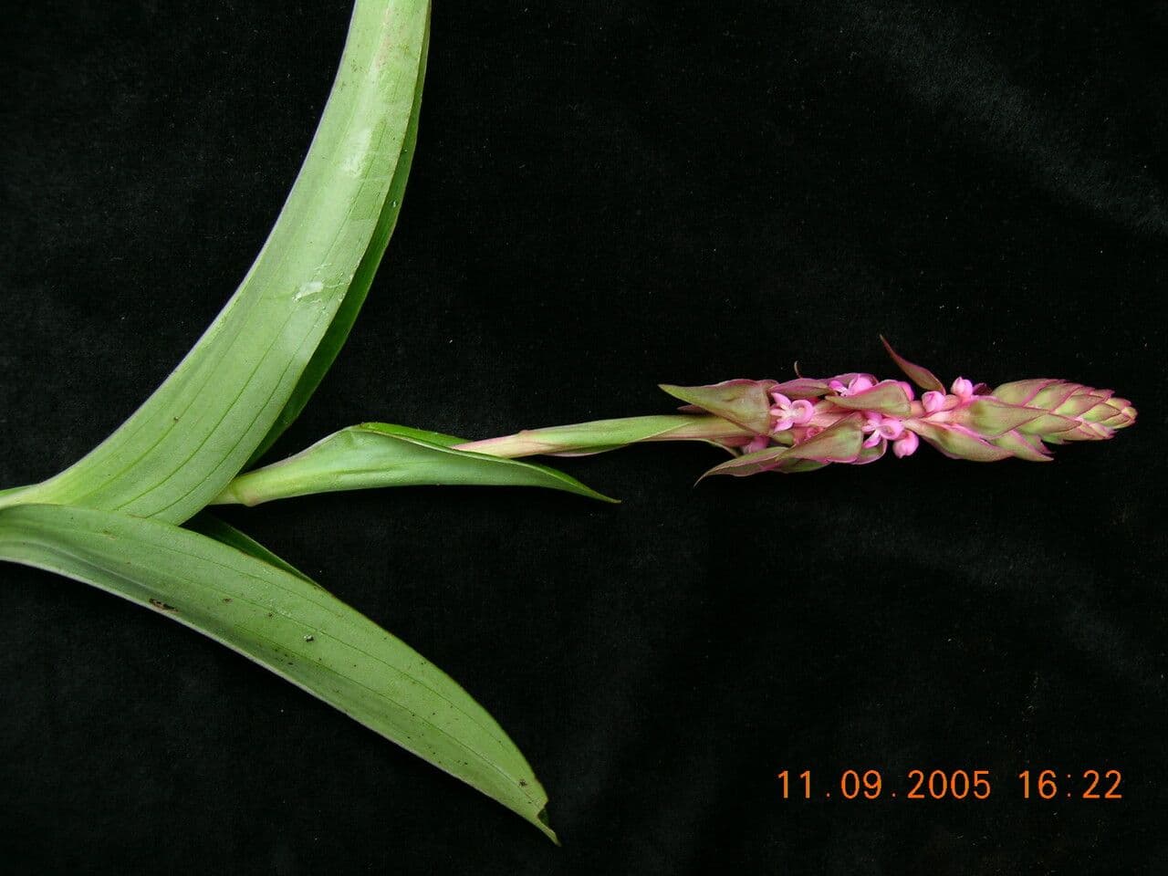 Satyrium 4