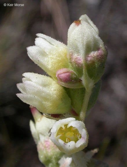 Heuchera cilindrica 3