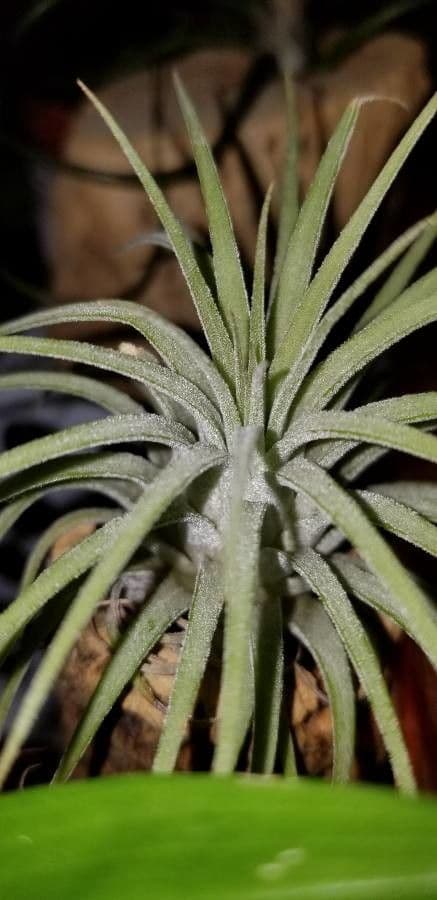 Tillandsia ionantha 12