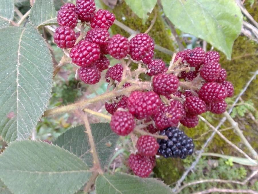 Pyramiden-Brombeere 5