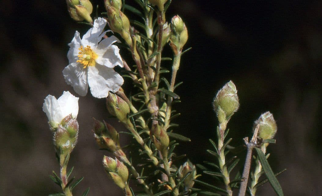 Cistus 20