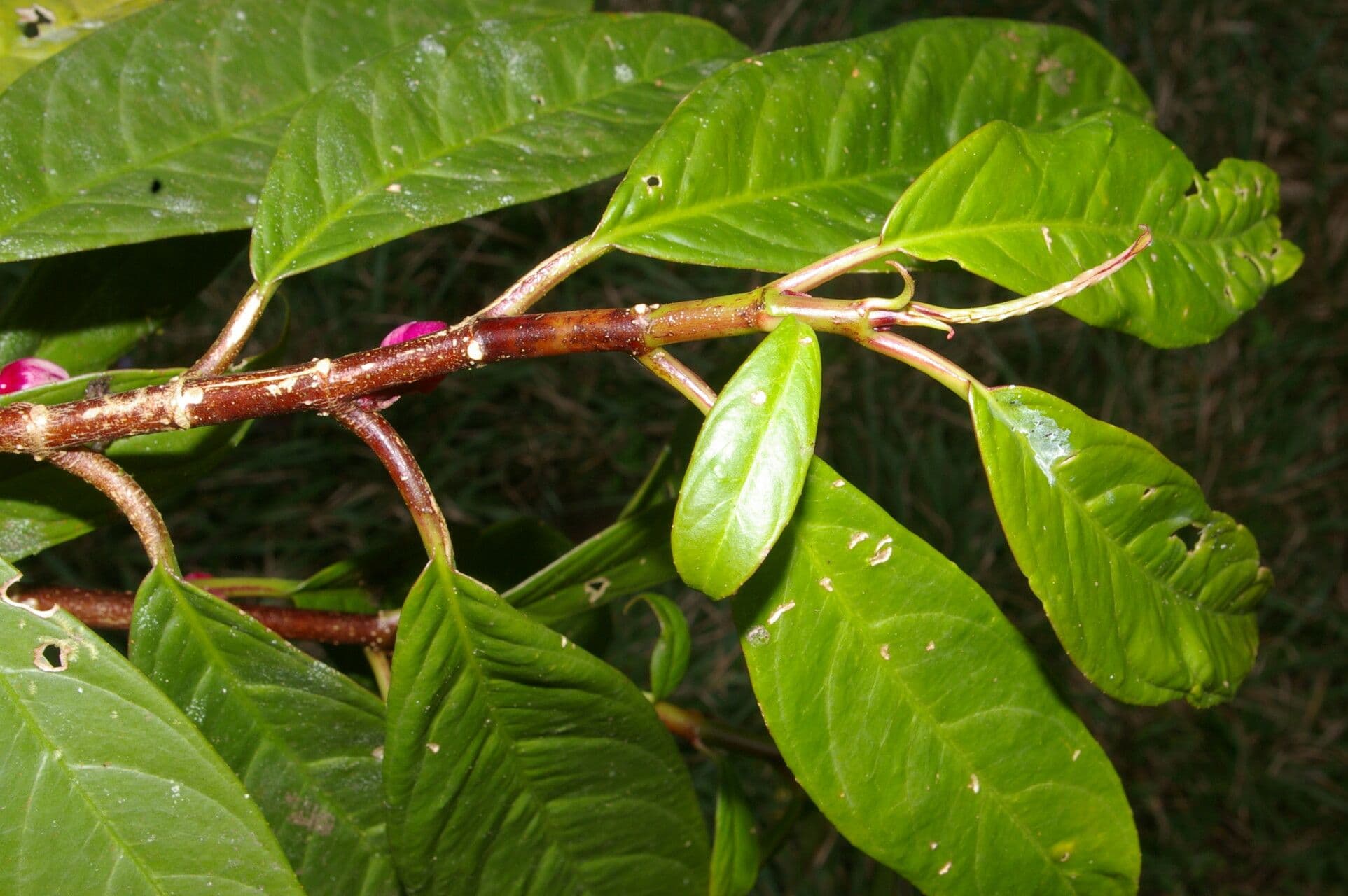 Drymonia 11