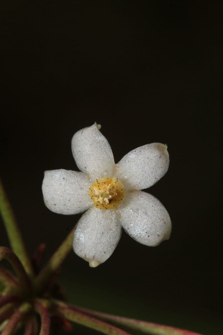 Ardisia crenata 8