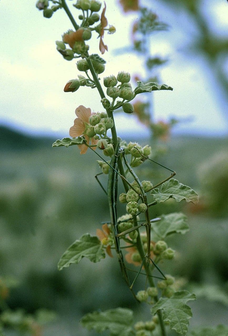 Kugelschön 9