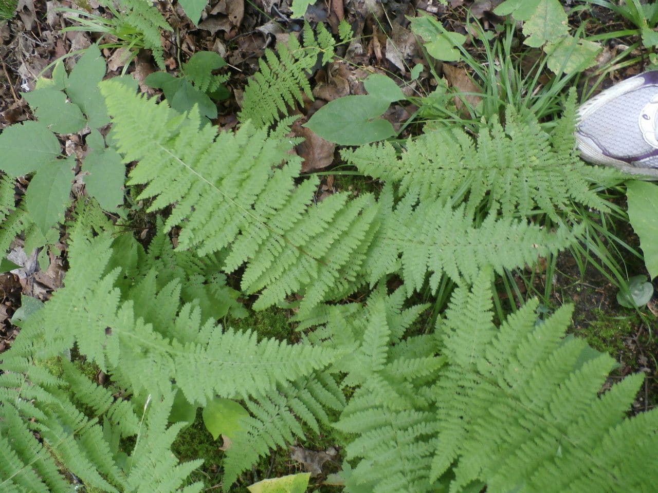 Cystopteris bulbifera 5