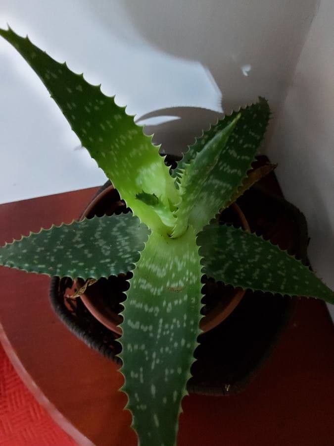 Aloe 12