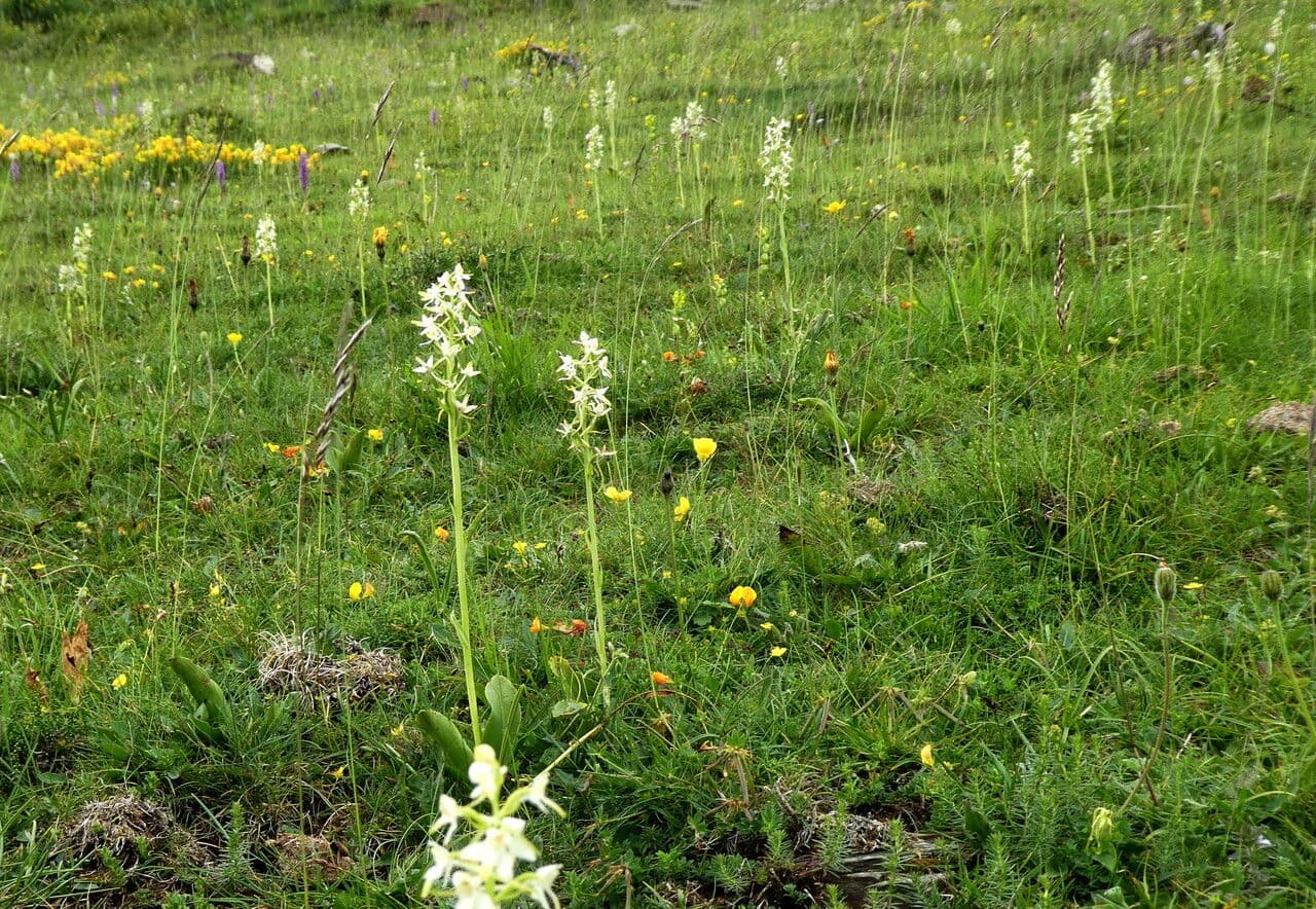 Zweiblättrige Waldhyazinthe 13