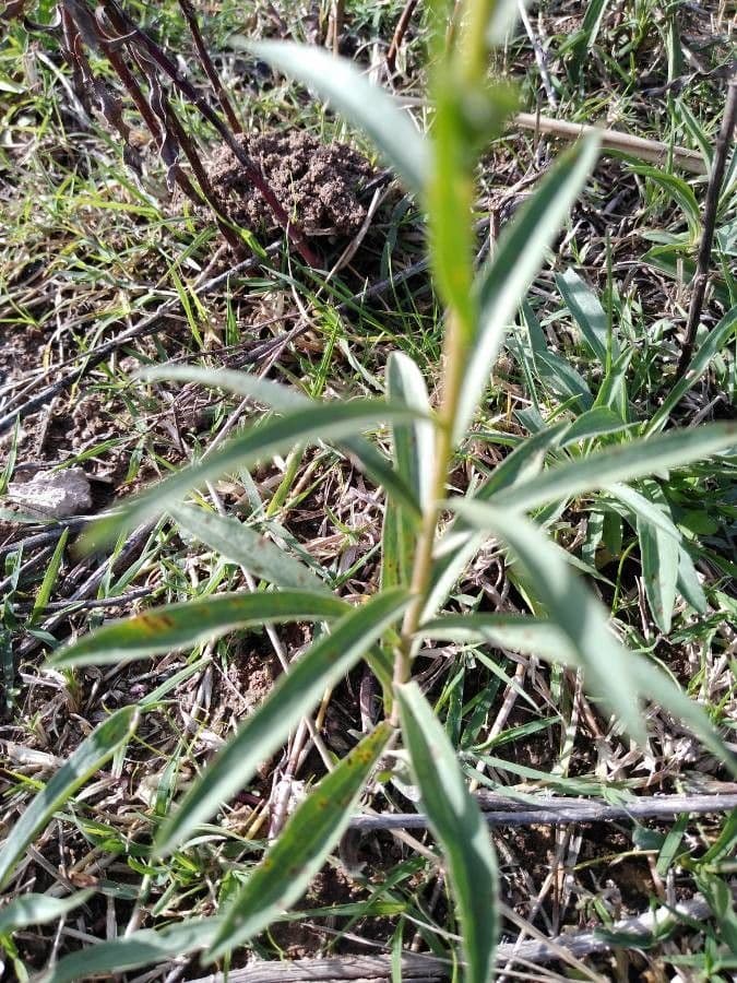 Solidago 16