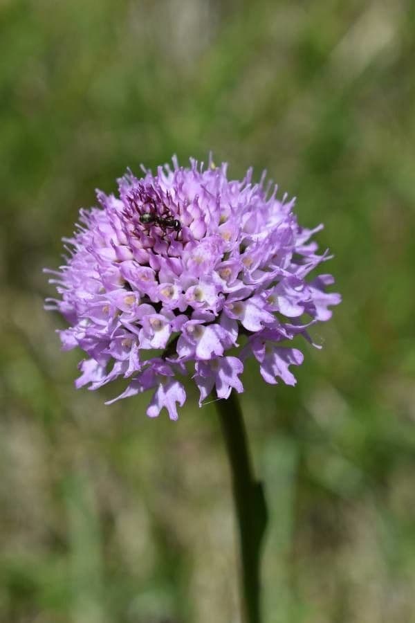Kugelorchis 4