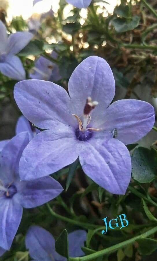 Campanula 3
