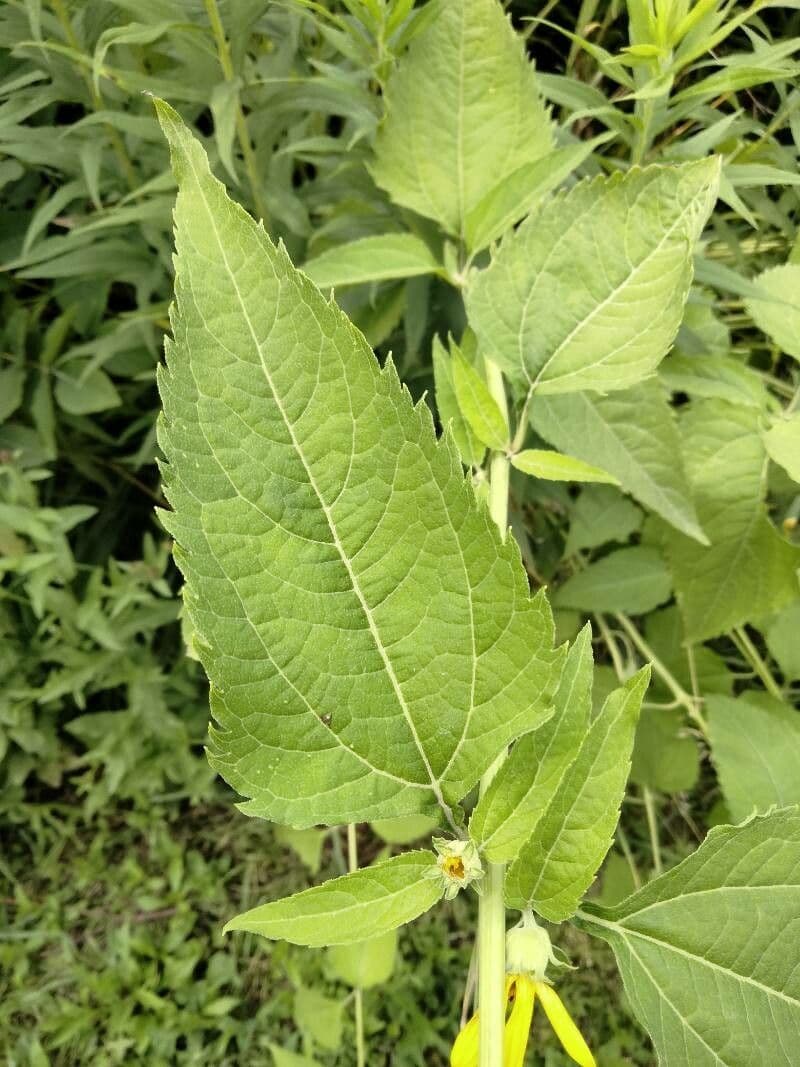 Heliopsis 15