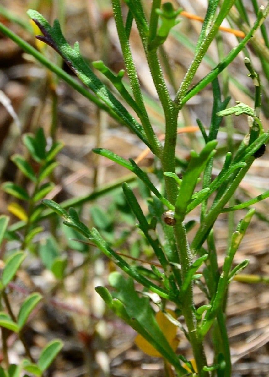 Iberis pinnata 17