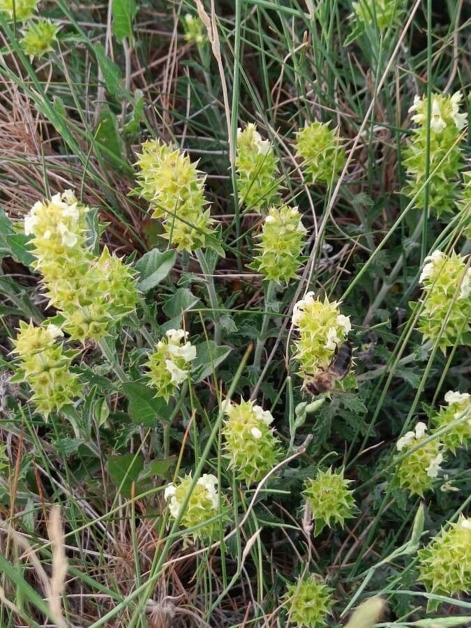 Sideritis hyssopifolia 12