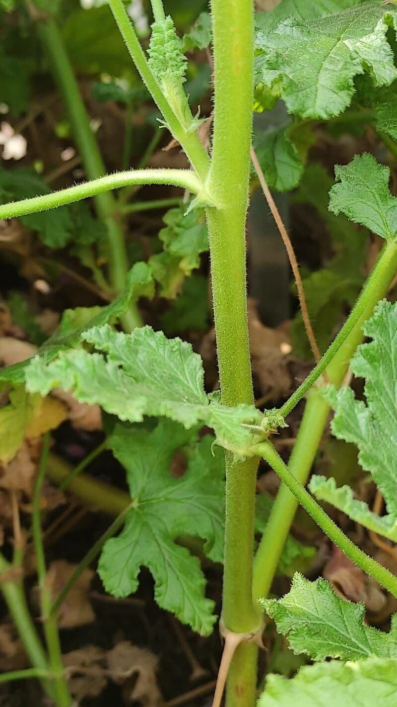 Eichenblättrige Pelargonie 13