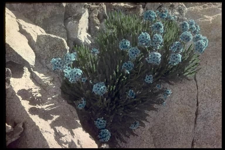 Polemonium 12