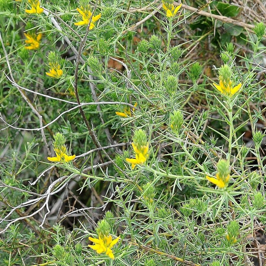 Ginestra irta 11