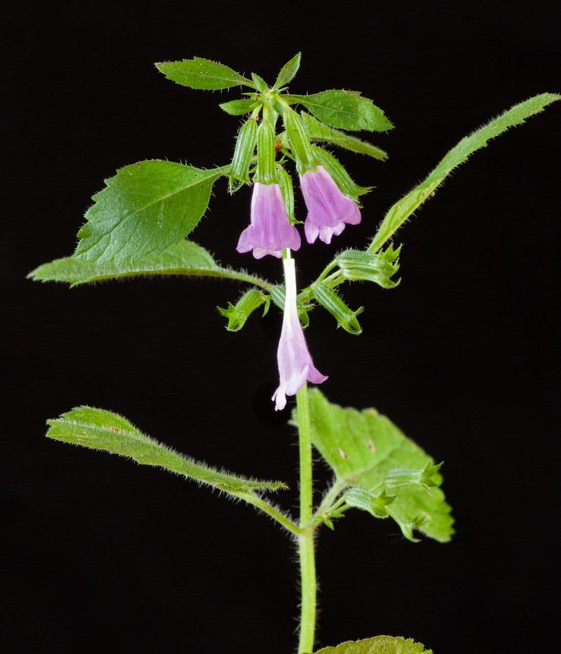 Nepitella maggiore 12
