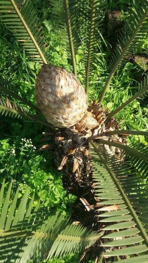 Dioon commestibile 10