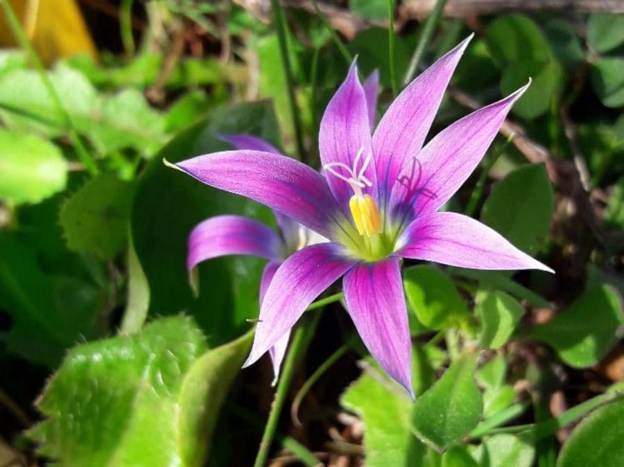 Romulea bulbocodium 7