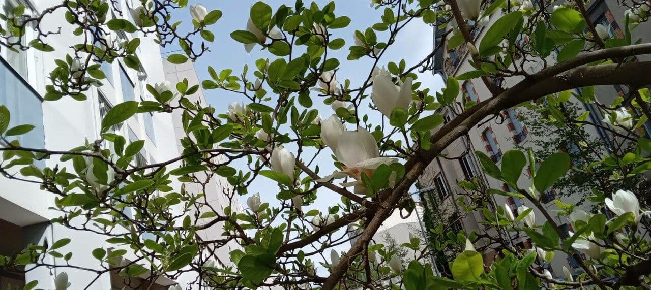 Magnolia denudata 13