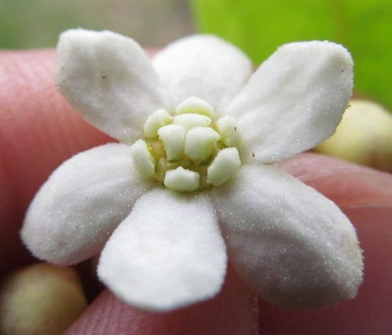 Nectandra 2