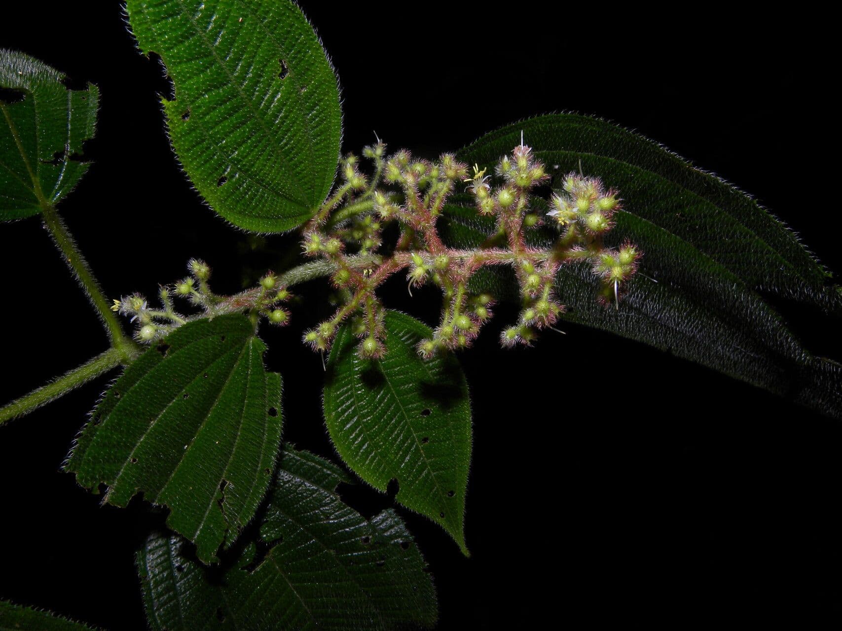 Miconia 7