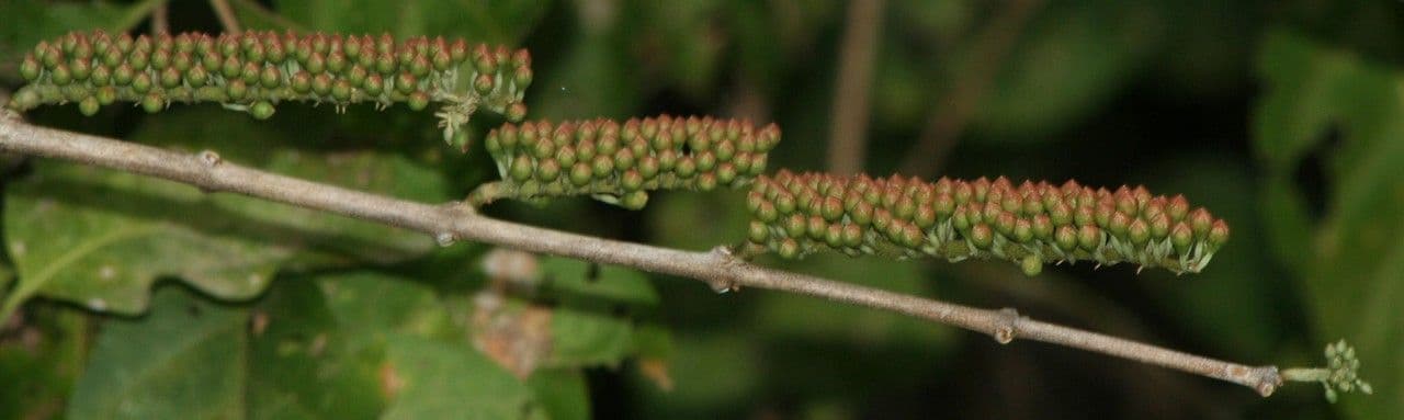 Combretum farinosum