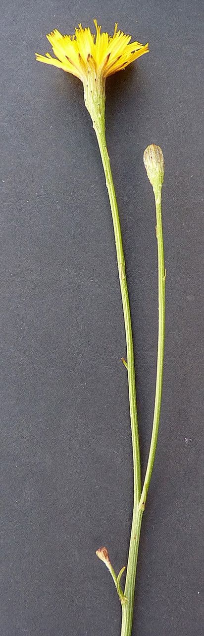 Radicchiella autunnale 23