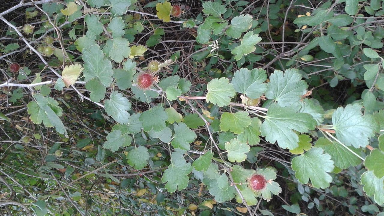 Fuchsiöse johannisbeere 16