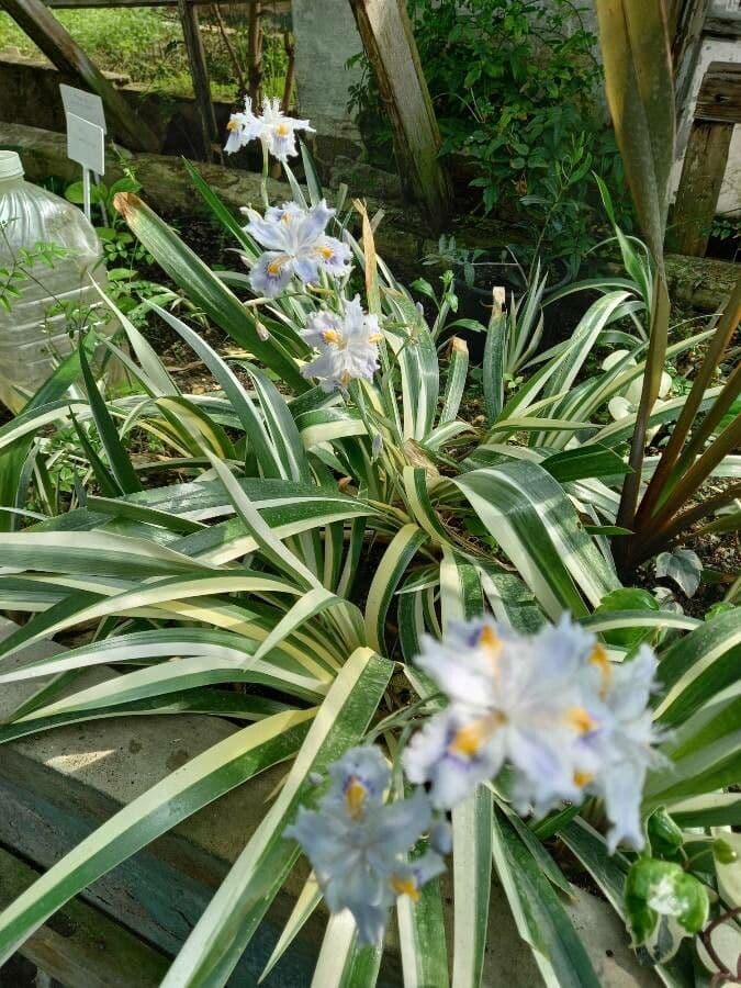 Iris japonés 12