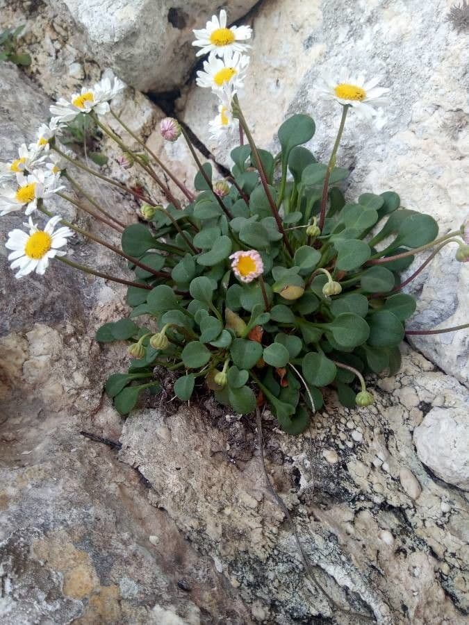 Dickblättriges Gänseblümchen 3
