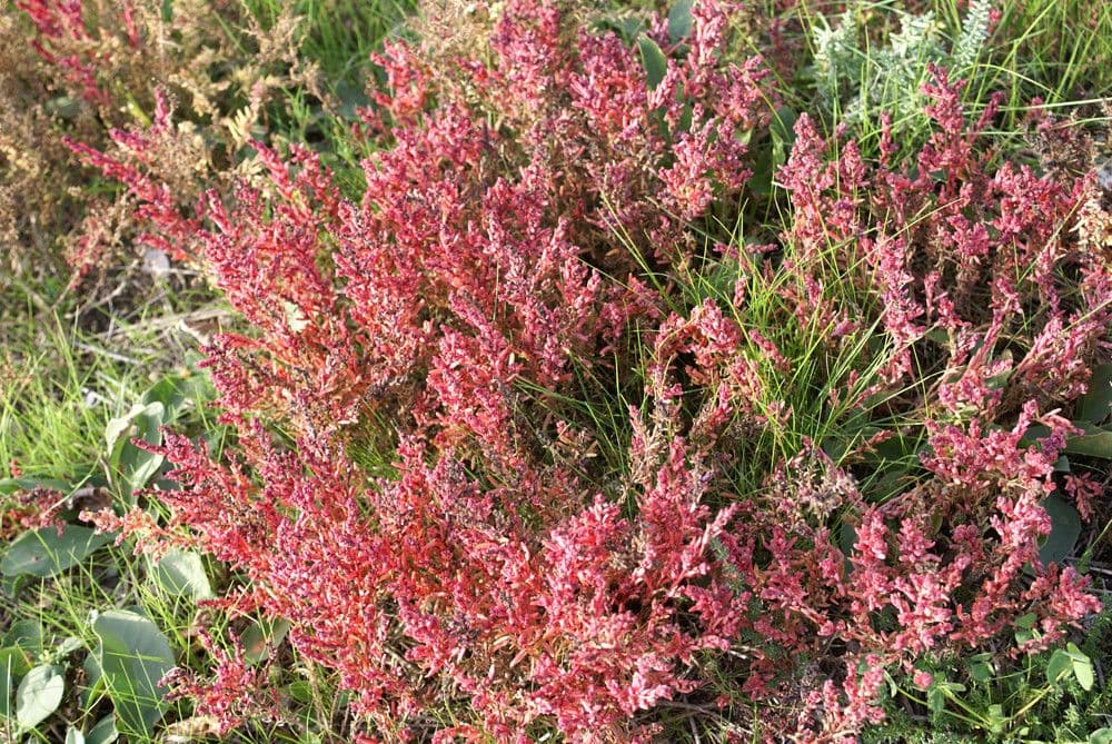 Suaeda marittima 13