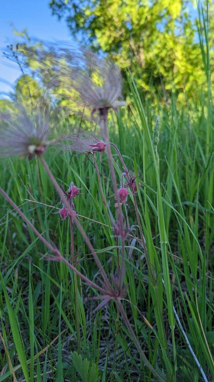 Geum triflorum