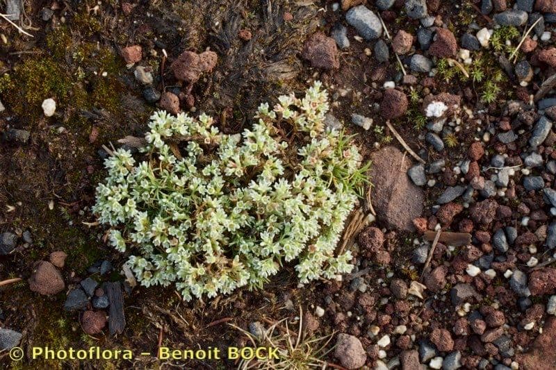 Scleranthus 17