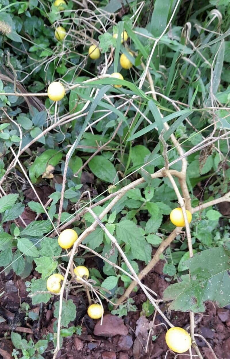 Solanum 15