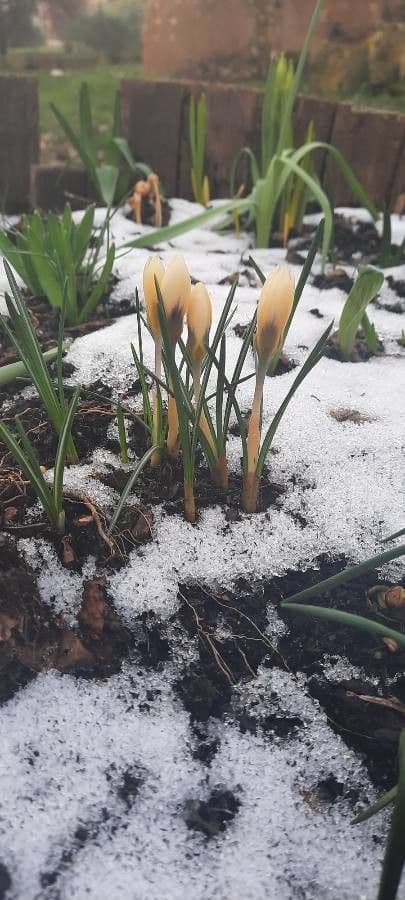 Goldkrokus 16