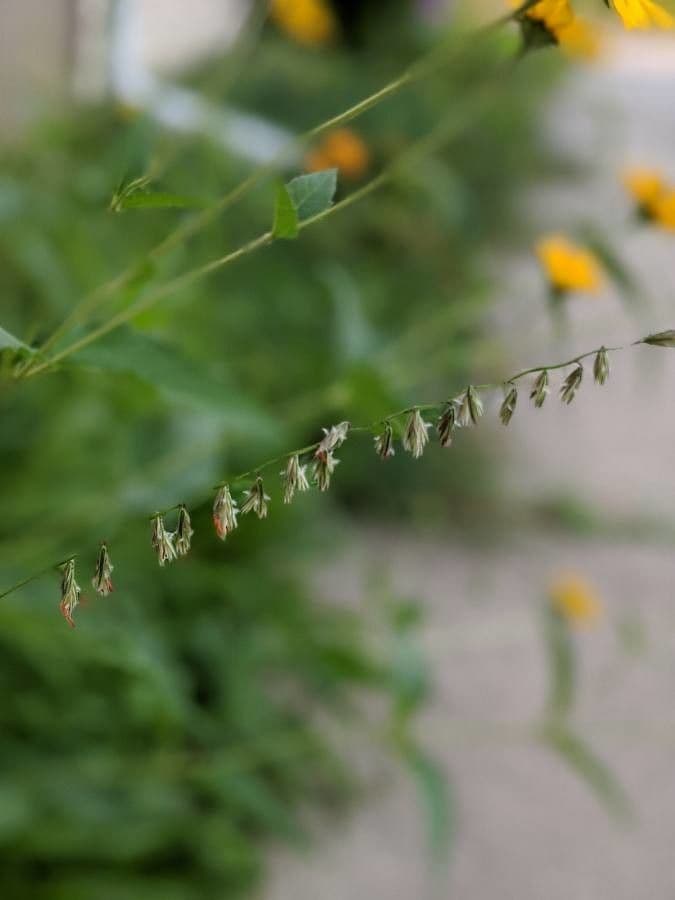 Bouteloua pendula 7