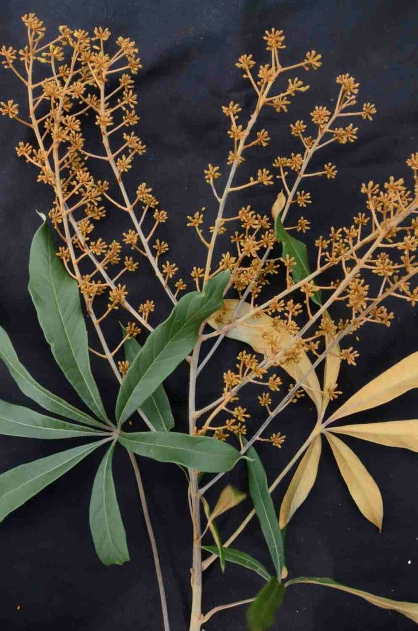Schefflera 3