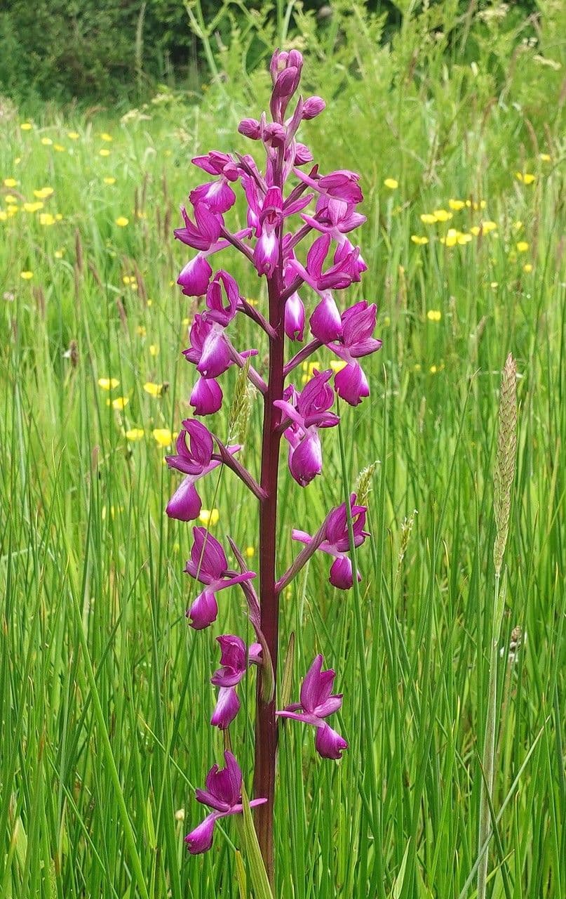 Orchide di palude 7