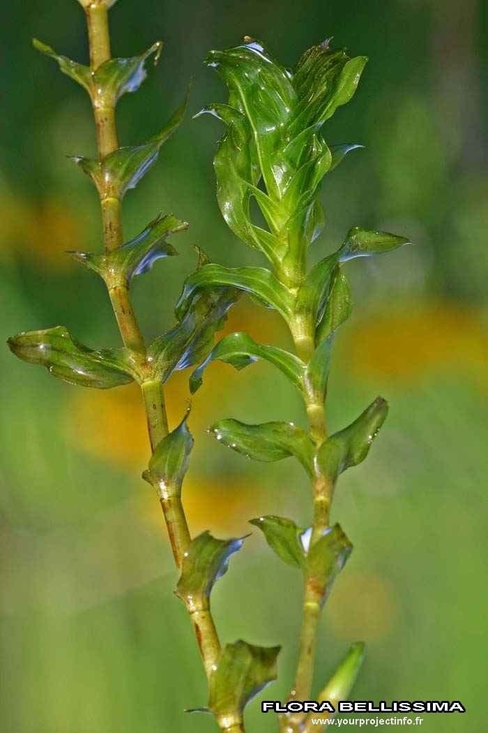 Groenlandia densa 19