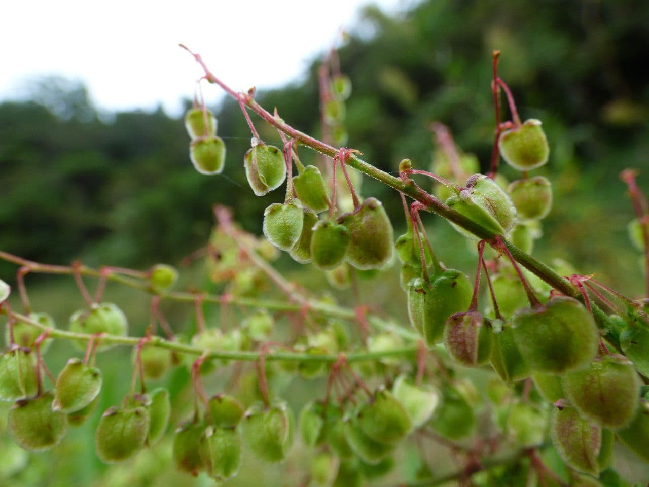 Acetosa abissina 2