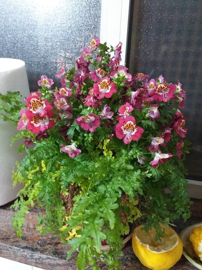 Schizanthus pinnatus 6