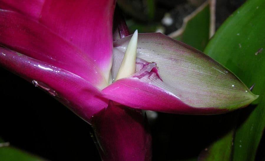 Vriesea eliconioide 6