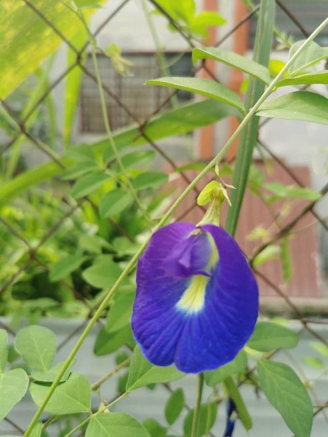 Clitoria ternatea 9