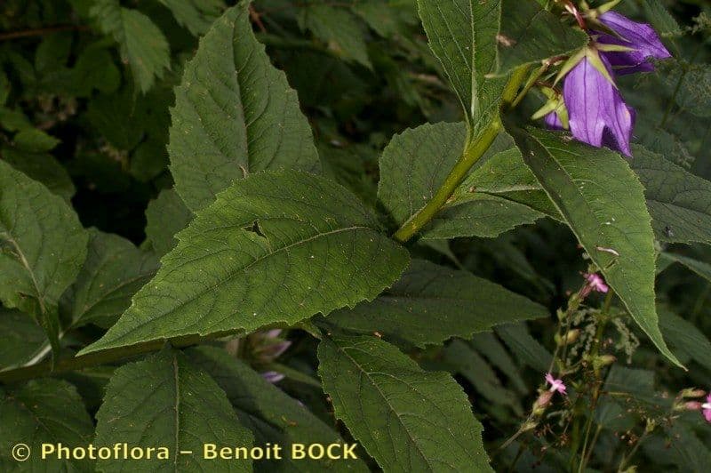 Breitblättrige Glockenblume 25