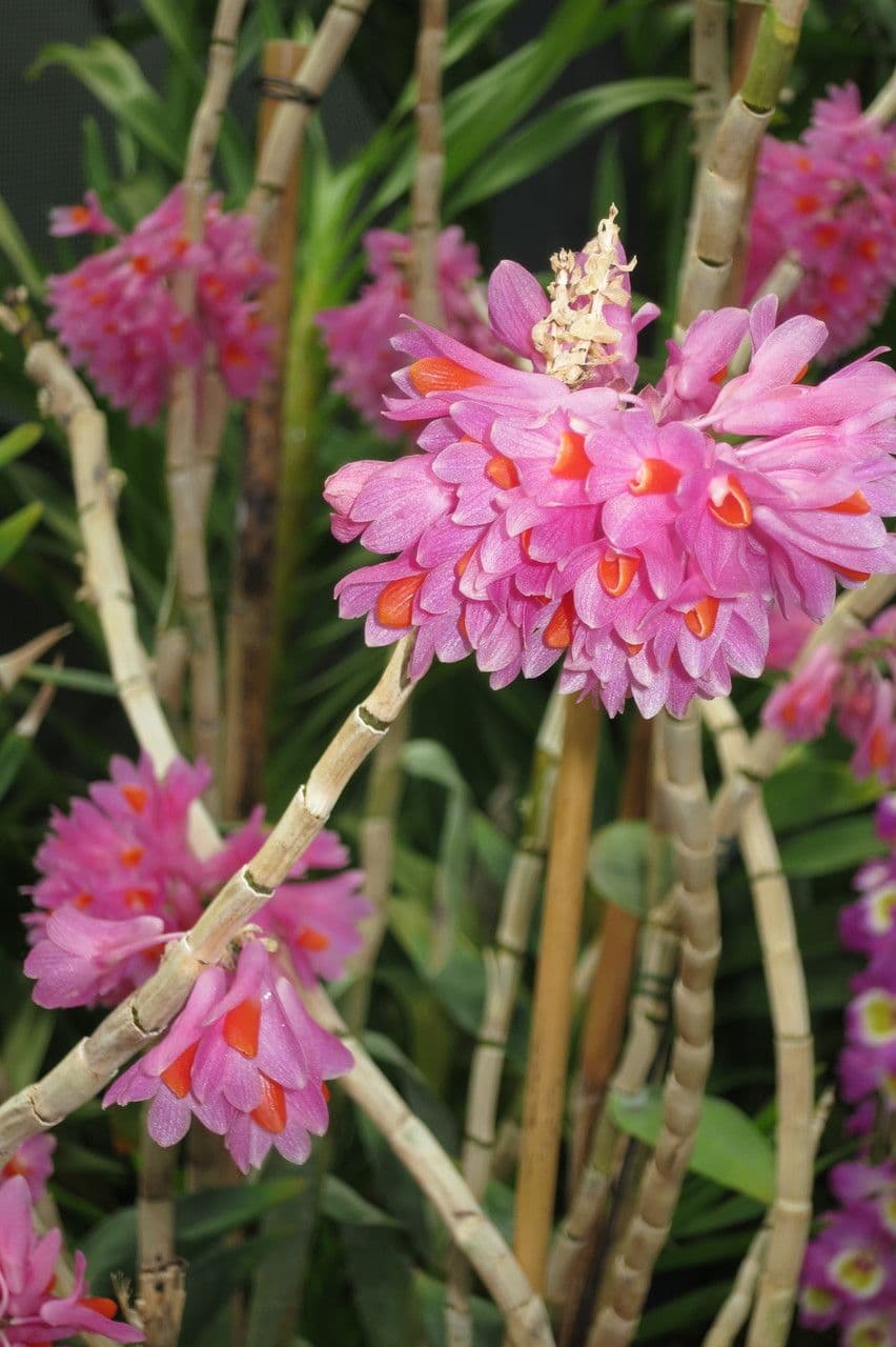 Dendrobium pseudoglomérato 2